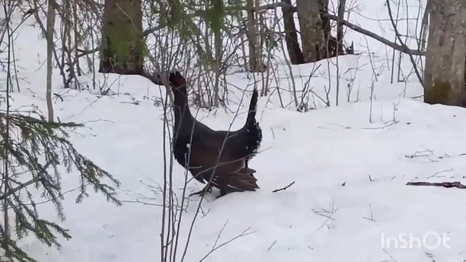 Любовь на глухариный лад: весеннее шоу в Кенозерье