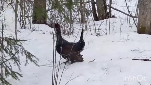 ������ �� ���������� ���: �������� ��� � ���������