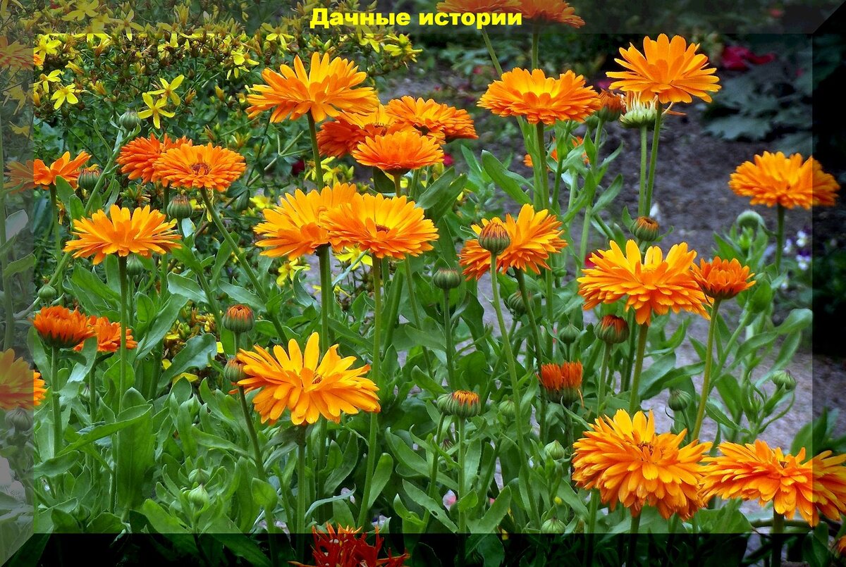 Чудеса календулы: от красоты до пользы в саду