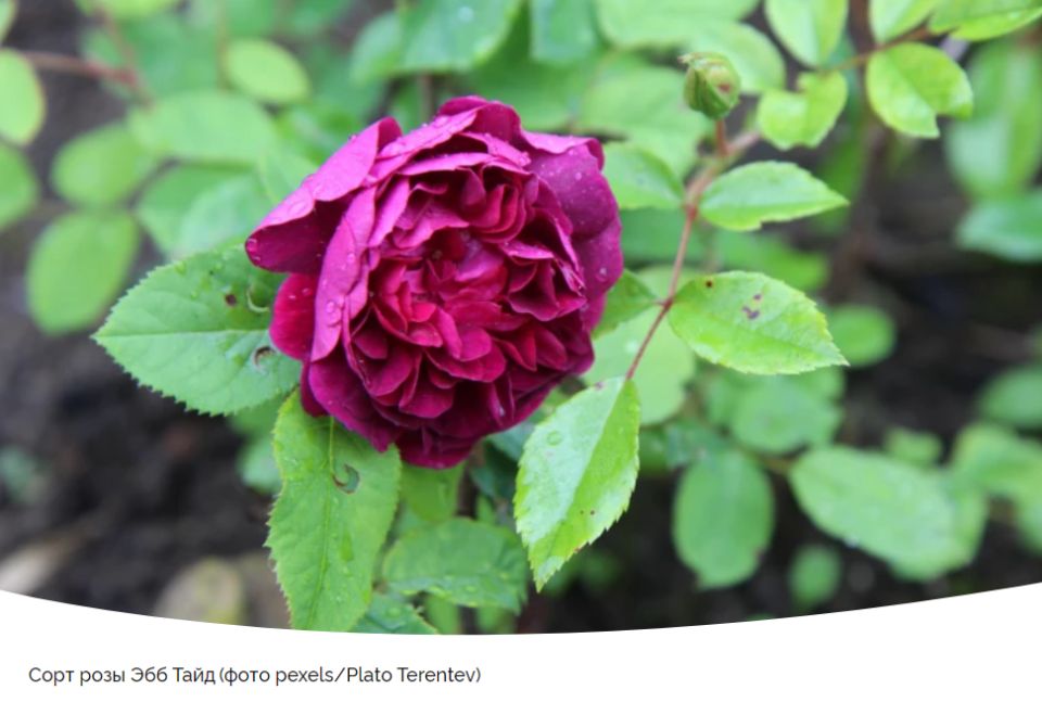 ��������� �����: ���� ��� ���� ������������ ���������