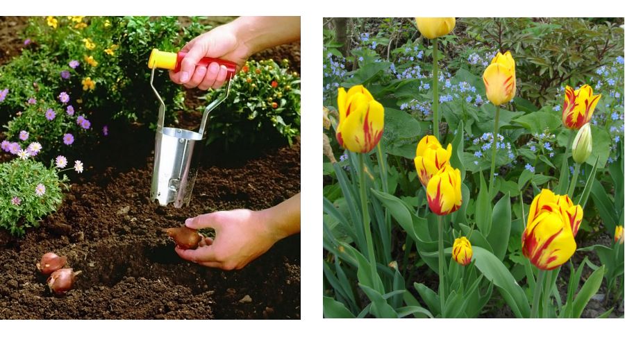 Топ-10 ненужных садовых товаров: когда реклама обманывает