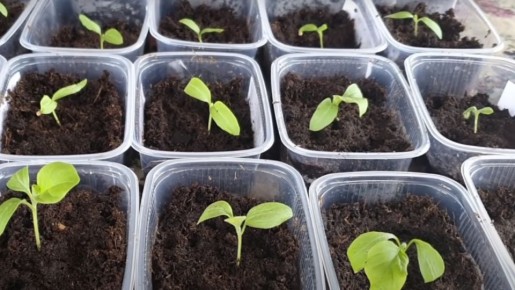 ����� ������� �����: ����� ����� ��������� � ����� ��� ������ �������