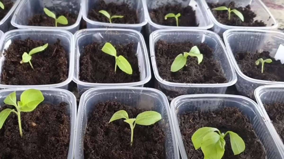 Время садовых забот: когда сеять баклажаны и перцы для лучших урожаев