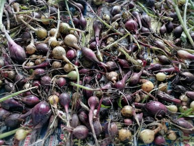 Секреты успешного выращивания лука в Сибири: советы по посадке и уходу