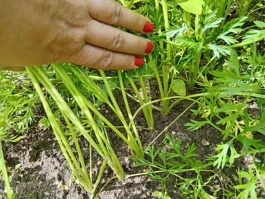 ������ ������� ���������� ������: ������� ����� �� ������������