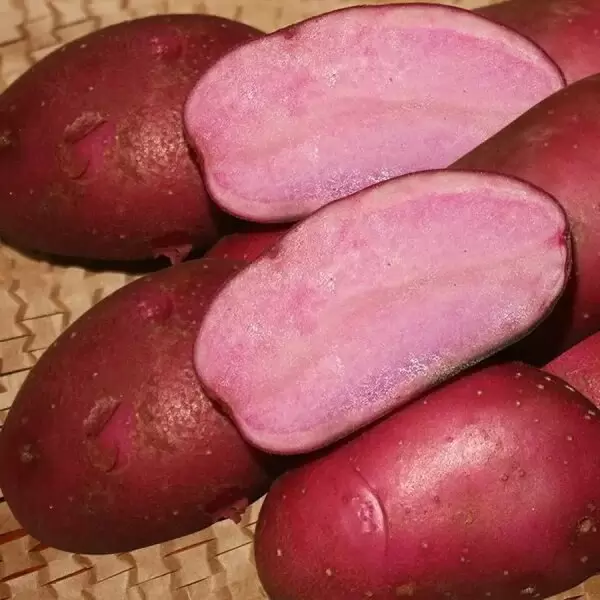 Картофель Эликсир: красная мякоть, которая радует глаз и вкус