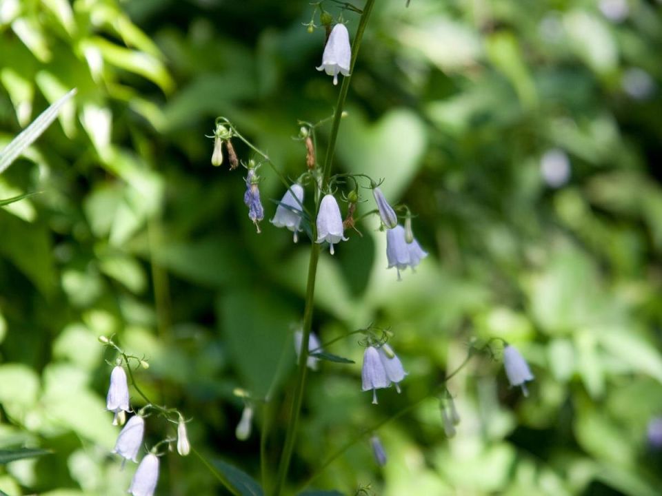 ������: ����� ��������� ����, ������� ������������