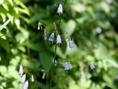 ������: ����� ��������� ����, ������� ������������