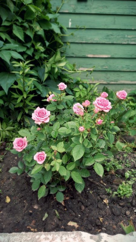 ��� ��������� �� ������ � ����: ������ ��� ������� ��������