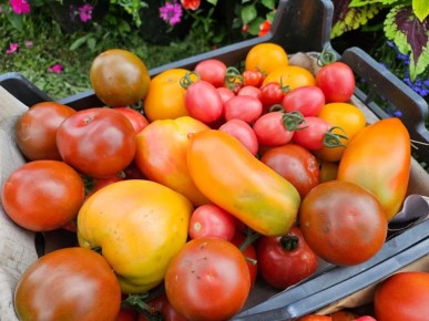 Секреты успешного выращивания томатов: 7 ключевых процедур для отличного урожая