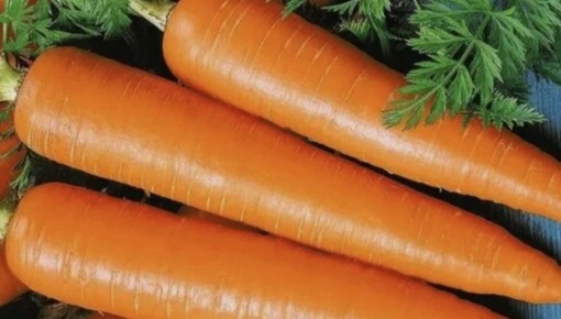Секреты успешного выращивания моркови