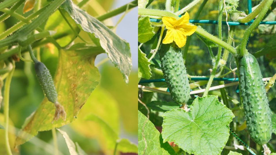 ������� ��������� ������������ ������� �� ����������