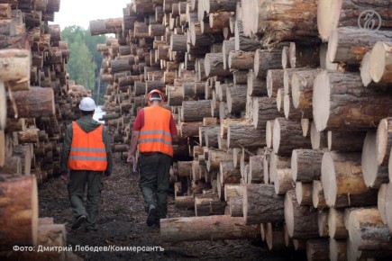 Лесопромышленники предлагают ввести мораторий на банкротство в отрасли на ближайшие три года