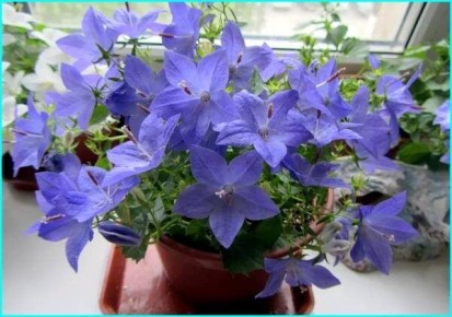 Кампанула: изысканный цветок-невеста, который украсит ваш дом