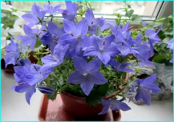 Кампанула: изысканный цветок-невеста, который украсит ваш дом