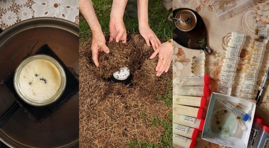 Как живые муравьи превращают молоко в йогурт: древние секреты кочевников