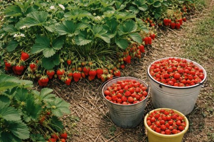 ��� �������� ������������ ������ ��������: �������� ������ ��� ���������