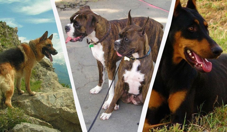 ����� ������� ������ �����: ���-15 ��������, ������� ������ ������� ��������