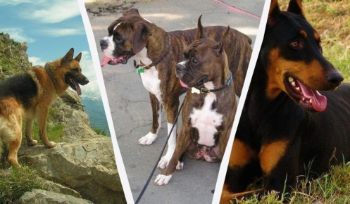 ����� ������� ������ �����: ���-15 ��������, ������� ������ ������� ��������