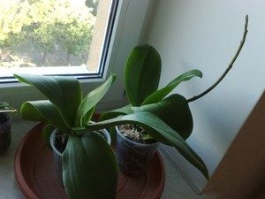 ��� ������ ������� ��������: ����������� � �������� � ��������