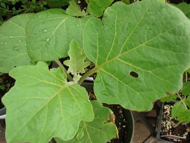 Как пасынкование может преобразить ваши баклажаны