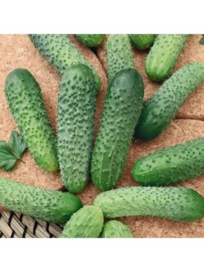 Огурец Эксперт: качество и стабильность для вашего участка