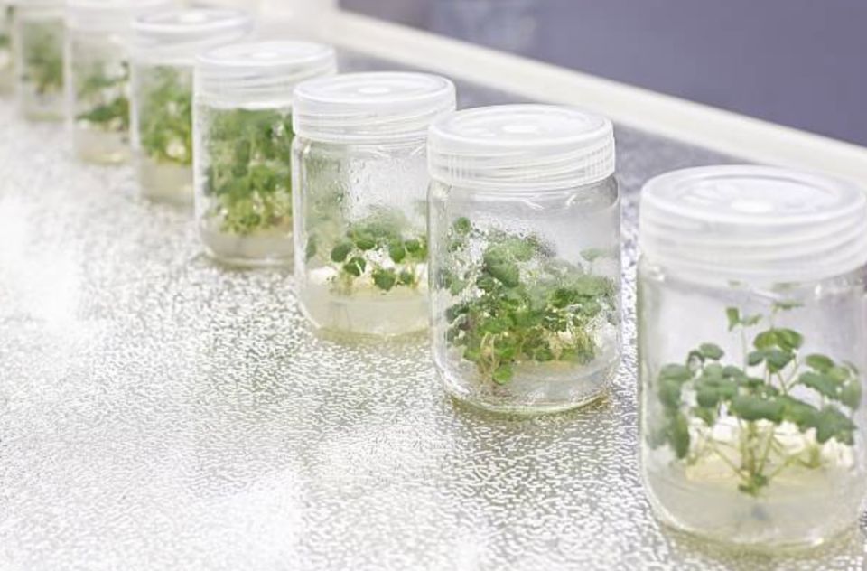 ��� �������� ����������� �����: ������������� � ������������ ������