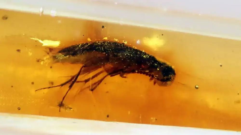 В южноамериканском янтаре обнаружены насекомые, которые жили во времена динозавров