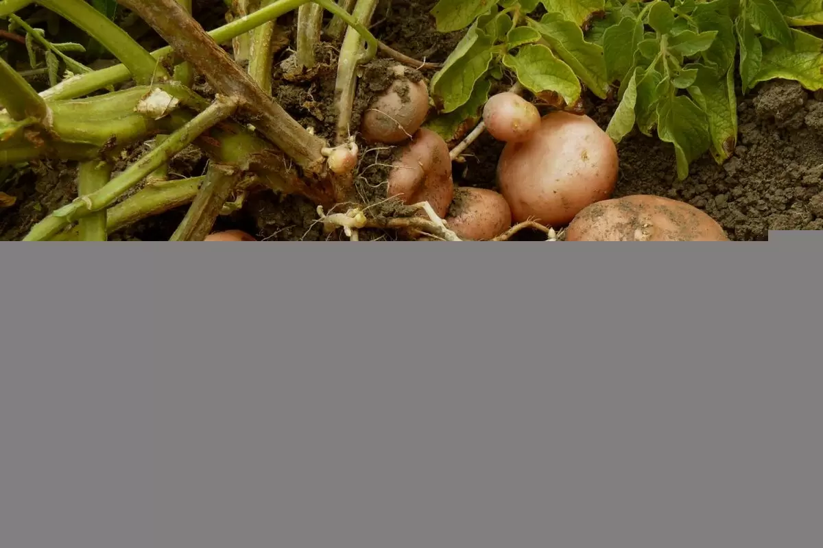 Что не стоит сажать в середине лета: осторожность и выбор культуры