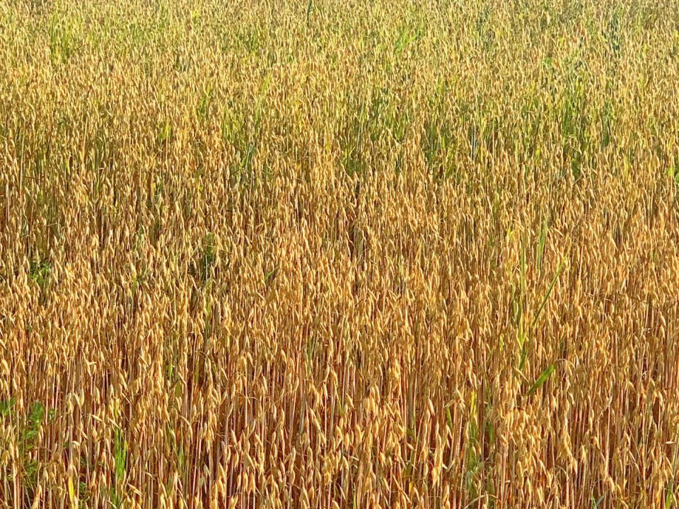 ���: ��������, �������� � ���������� �������