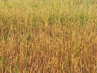 ���: ��������, �������� � ���������� �������