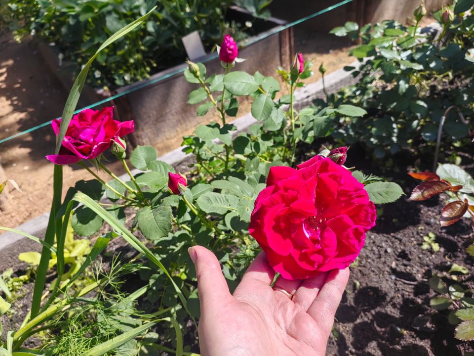 ��������� ����: ������� �������� ����� ��������� 2025 ����