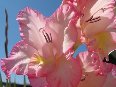 ����������: ��� ������� �� ���� ������� ������� ��� �������