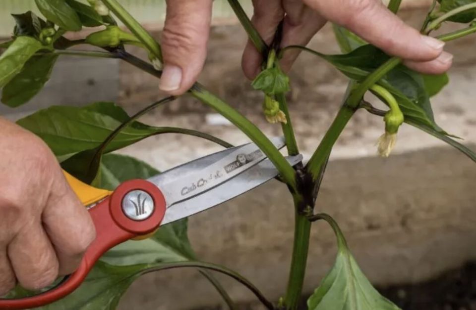 ���������� ������������ �������� ����� ��� ������������� ������