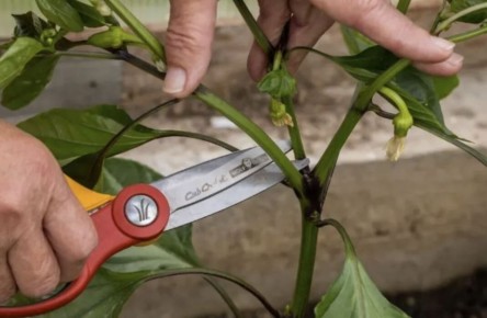 ���������� ������������ �������� ����� ��� ������������� ������