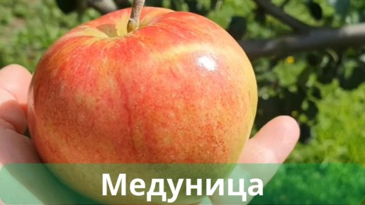 ��������������� ����� ������ ��� ������� �������: ��������������� � ������ ������