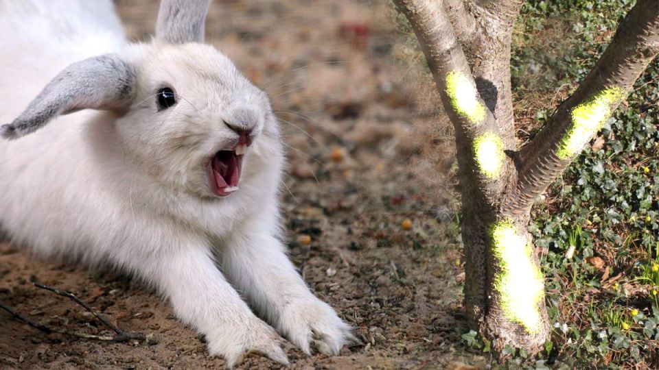 ��� �������� ��� ��� �� �������� ������: ������ � ������������