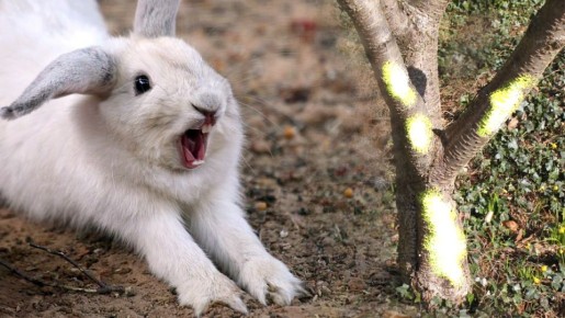 ��� �������� ��� ��� �� �������� ������: ������ � ������������