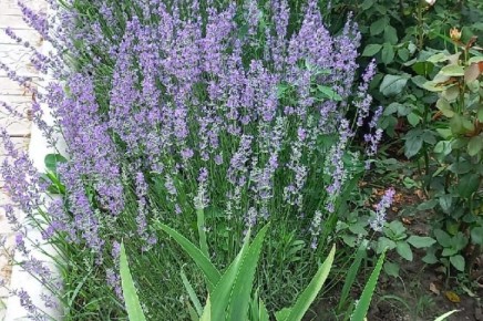 ������� ��� ������: ������� ������ ����������� ��� ���������