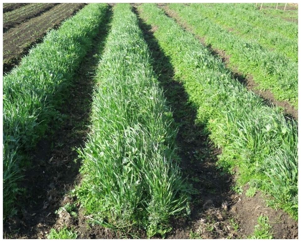 ��� �������� ������� ������������ ����� ����� ������ �������