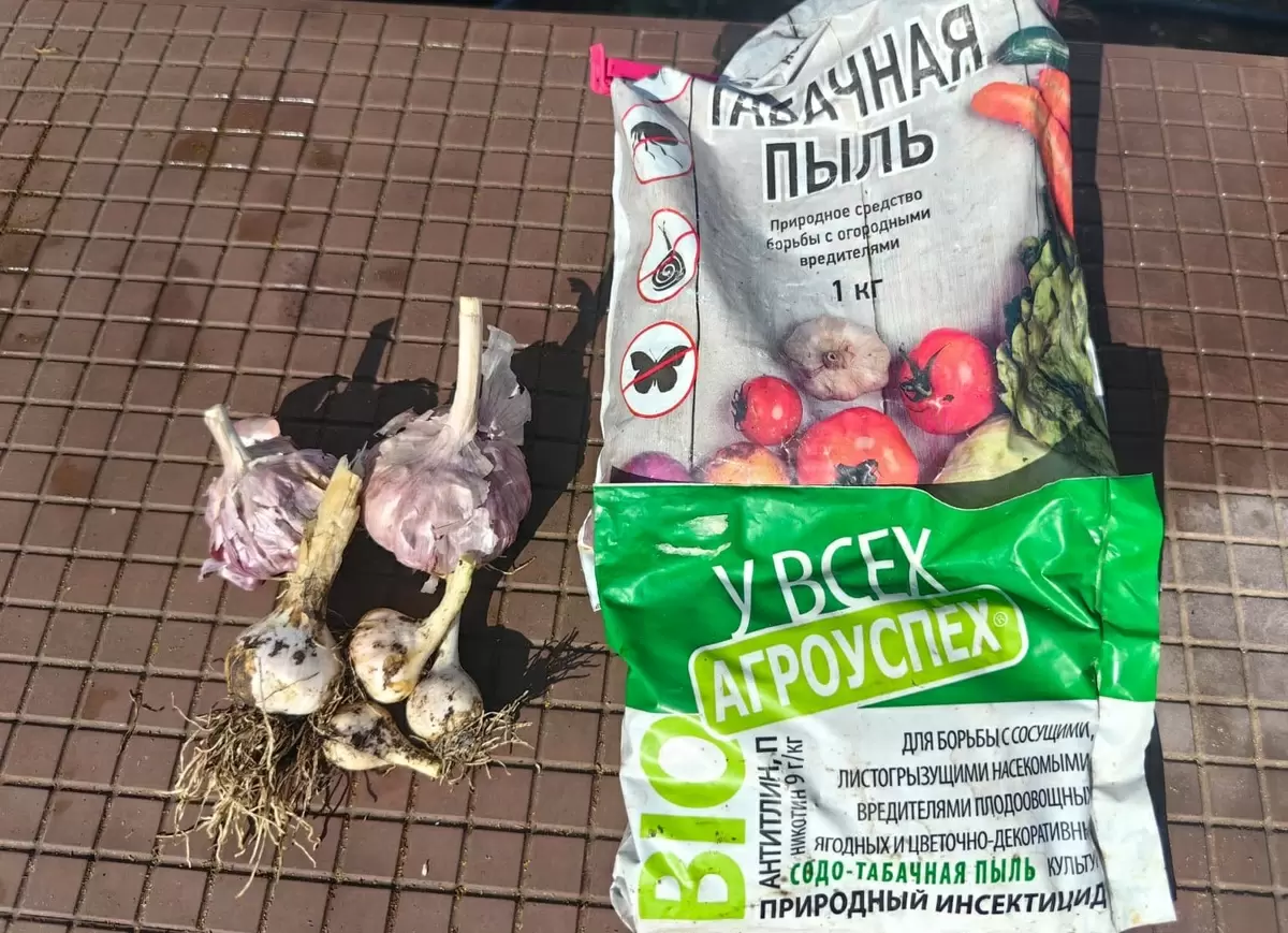 Чесночные и табачные настои: эффективная защита от паутинного клеща