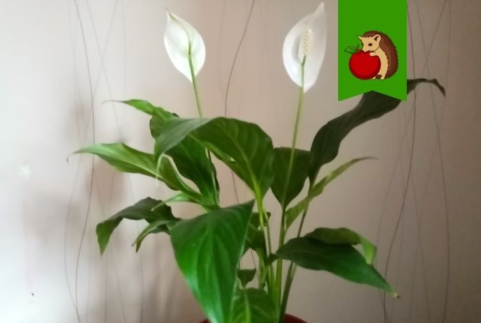 ��� ���������� ����������� ��� ������������� �������� � ��������