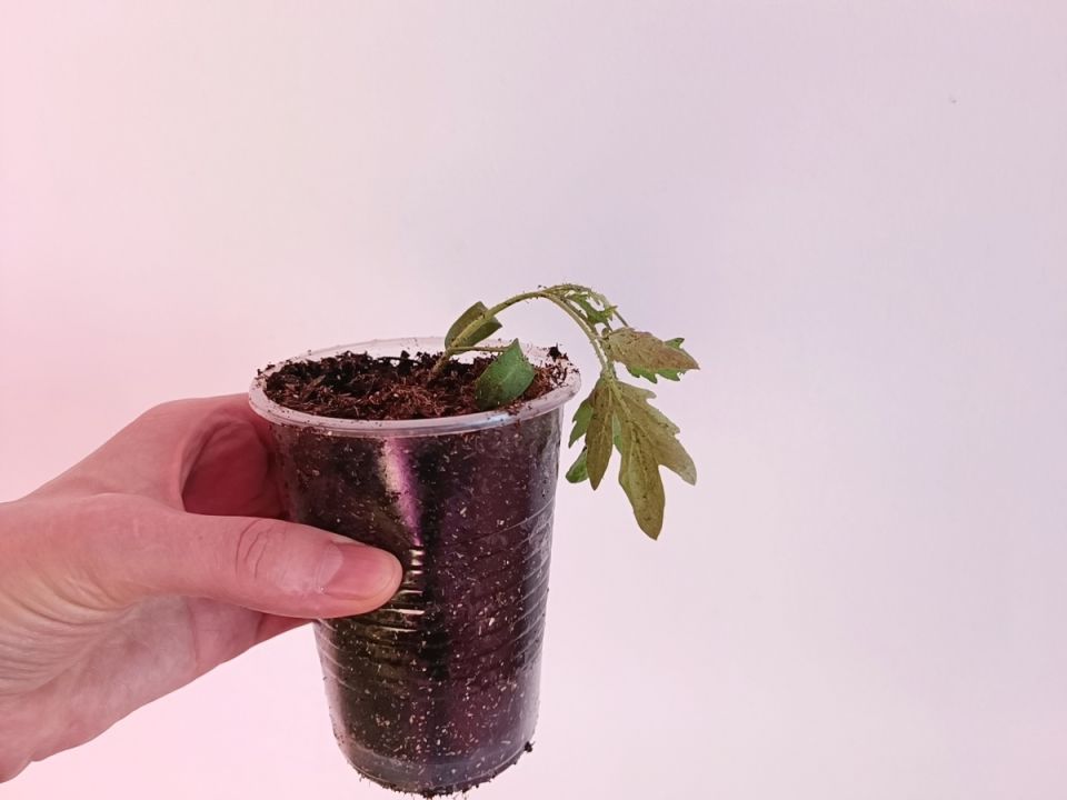 ��� ��������� ��������� ������� �������: �������� ������ � ������� ������� ��������