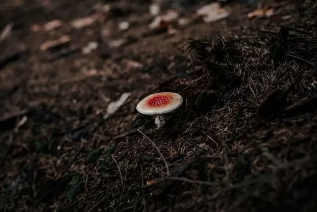 Природа удивляет: грибы продолжают радовать петербуржцев даже зимой