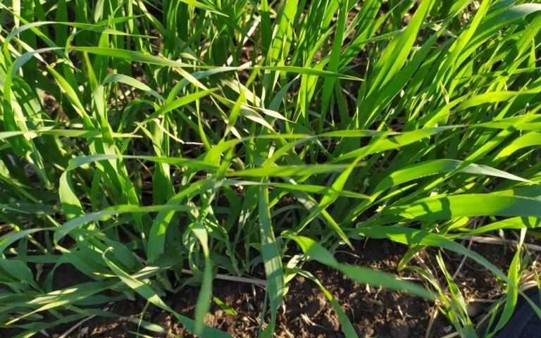 ������ ��� �������: ������������ ������� ����� �������� �������