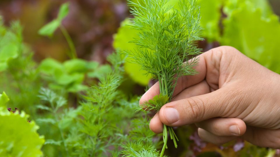 ������� ������ ������ � ����: ��� �������� �������� ������