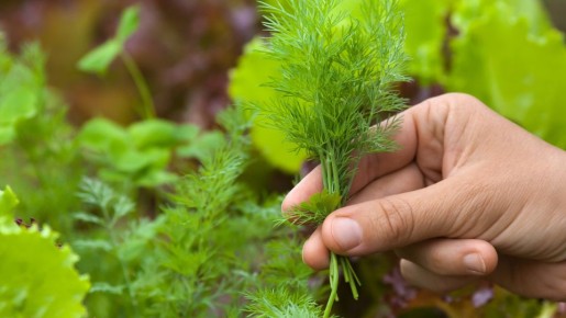 ������� ������ ������ � ����: ��� �������� �������� ������