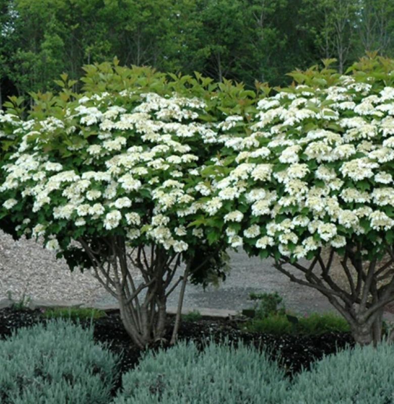 ��� ������� ����� �������� � ���������� �������� �� ����� �������