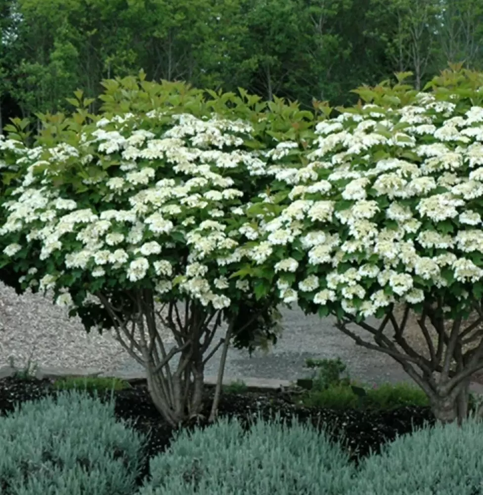 Как создать живую изгородь и уникальный ландшафт на вашем участке