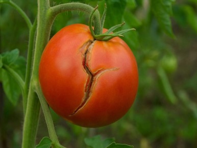 ������� ��������� ����������� �������: ��� �������� �������� ����� ������ ������